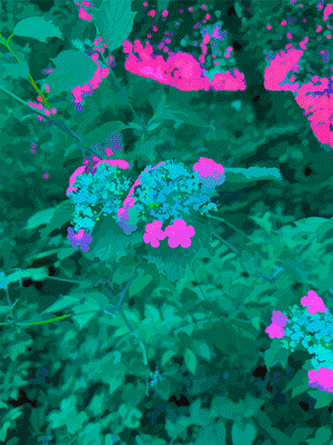 Photo/digital art of wildflowers
